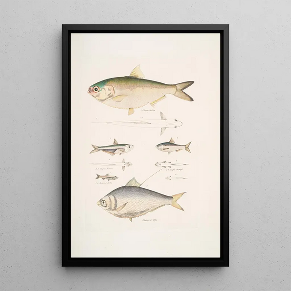 2 Indian Herring Clupea Indica 2 Herring with high back Chatoessus altus 3 4 Herring Motius Clupea Motius - John Edward Gray — framed artwork on a wall