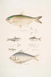 2 Indian Herring Clupea Indica 2 Herring with high back Chatoessus altus 3 4 Herring Motius Clupea Motius - John Edward Gray — artwork view
