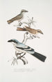 2 Pie-grièche Keroula Keroula Indica 1 Male 2 Female 3 Large Indian Shrike Lanius Burra - John Edward Gray — artwork view