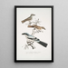 2 Pie-grièche Keroula Keroula Indica 1 Male 2 Female 3 Large Indian Shrike Lanius Burra - John Edward Gray — framed artwork on a wall