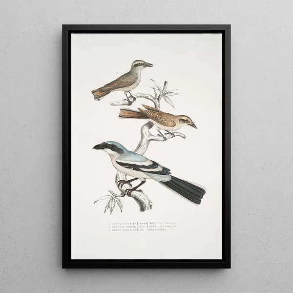 2 Pie-grièche Keroula Keroula Indica 1 Male 2 Female 3 Large Indian Shrike Lanius Burra - John Edward Gray — framed artwork on a wall