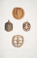 2 Spiny turtle Emys spinos 3 4 Turtle box of Amborna Cistuda amboinensis - John Edward Gray — artwork view