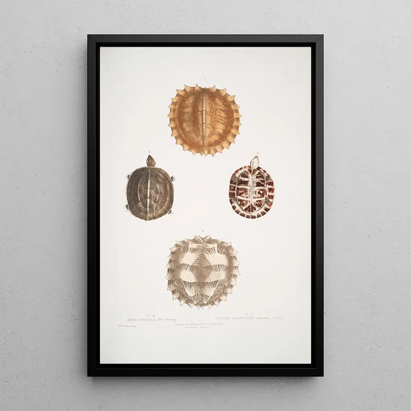 2 Spiny turtle Emys spinos 3 4 Turtle box of Amborna Cistuda amboinensis - John Edward Gray — framed artwork on a wall