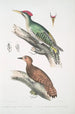 Pic de l'Almorah Picus dimidiatus 2 Pic indien roux Picus rufus - John Edward Gray — artwork view