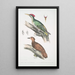Pic de l'Almorah Picus dimidiatus 2 Pic indien roux Picus rufus - John Edward Gray — framed artwork on a wall