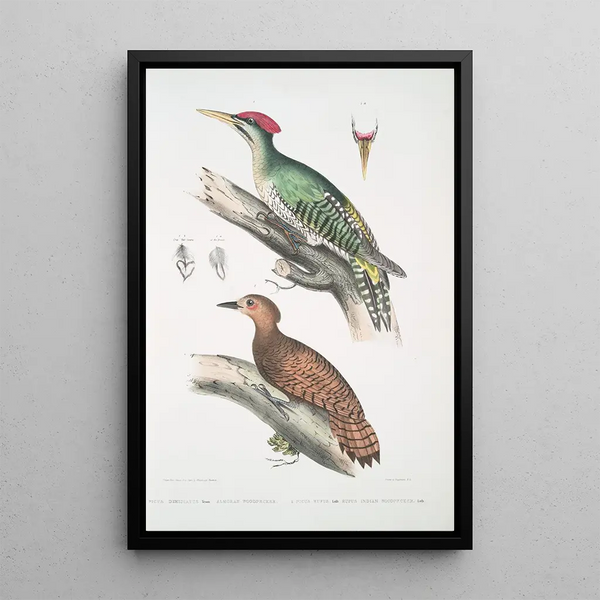 Pic de l'Almorah Picus dimidiatus 2 Pic indien roux Picus rufus - John Edward Gray — framed artwork on a wall