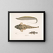 1 Horse tail armed Trichiurus armatus 2 Platycephalus chacca 3 Cheilodipterus Indian - John Edward Gray — framed artwork on a wall