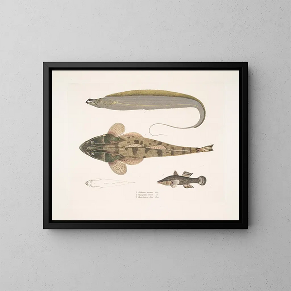 1 Horse tail armed Trichiurus armatus 2 Platycephalus chacca 3 Cheilodipterus Indian - John Edward Gray — framed artwork on a wall