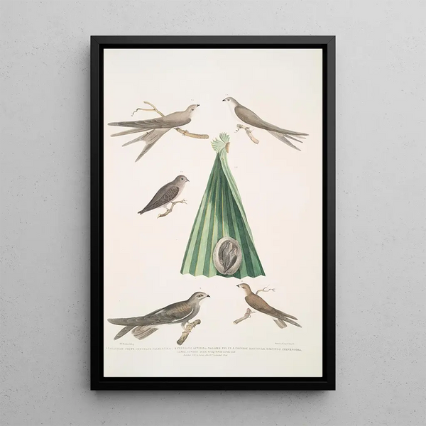 Martinet de Balassie Cypselus palmarum 1a Male 1b Female 1c Juvenile 1d Nest 2 Allied martin Cypselus affinis - John Edward Gray — framed artwork on a wall