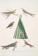 Martinet de Balassie Cypselus palmarum 1a Male 1b Female 1c Juvenile 1d Nest 2 Allied martin Cypselus affinis - John Edward Gray — artwork view