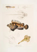 Anaora barbu Amora tentaculata amboina 2 Pelors de Cuvier Pelors Cuvieri 3 Dragonnet à épines fourchues Callionymus serrato spinosus - John Edward Gray — artwork view