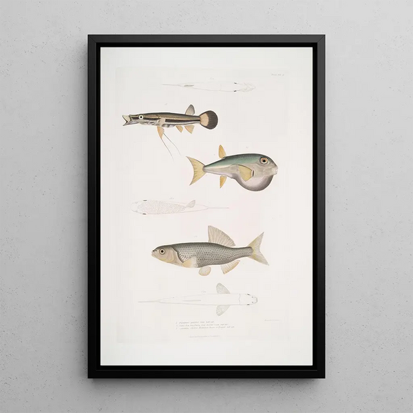 Magnificent Diplopterus Diplopterus pulcher Natural size 2 Smooth-headed Tetraodon Tetraodon leiopleura Indian Ocean - John Edward Gray — framed artwork on a wall