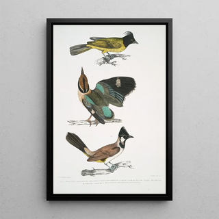 John Edward Gray - 1 Blackheaded Brachypus Brachypus melanocephalus 2 Short Tailed Pelta Pitta Pelta Pitta brachyura.webp