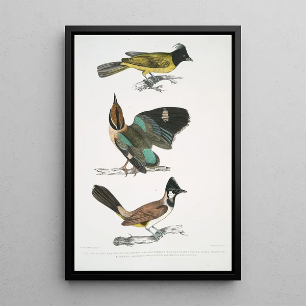 Brachype with black head Brachypus melanocephalus 2 Short-tailed Pitta Pelta Pitta brachyura - John Edward Gray — framed artwork on a wall