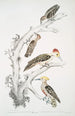 Pic brun Picus Molluccensis Male and Female 2 Pic Mahratta Picus Mahrattensis Male and Female - John Edward Gray — artwork view
