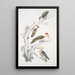 Pic brun Picus Molluccensis Male and Female 2 Pic Mahratta Picus Mahrattensis Male and Female - John Edward Gray — framed artwork on a wall