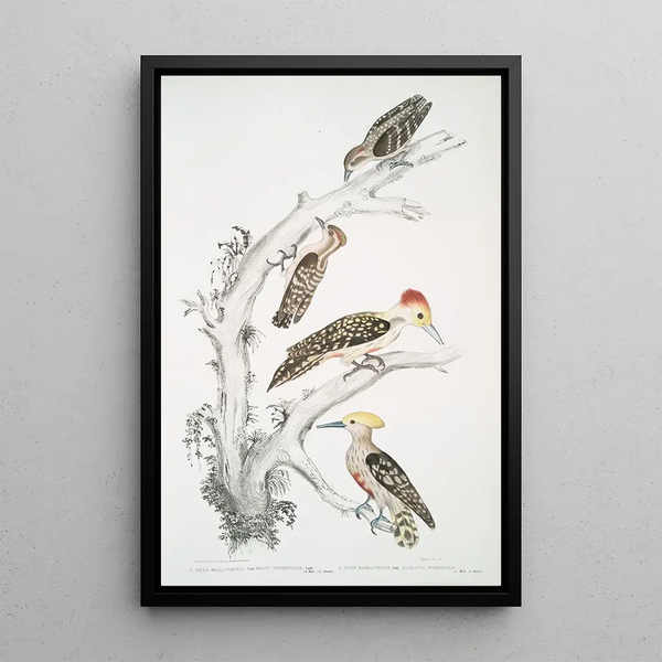 Pic brun Picus Molluccensis Male and Female 2 Pic Mahratta Picus Mahrattensis Male and Female - John Edward Gray — framed artwork on a wall