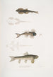Balitora by Bruce Balitora Bruce Mountain stream India 2 Spotted Balitora maculata Mountain stream India - John Edward Gray — artwork view