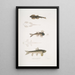 Balitora by Bruce Balitora Bruce Mountain stream India 2 Spotted Balitora maculata Mountain stream India - John Edward Gray — framed artwork on a wall