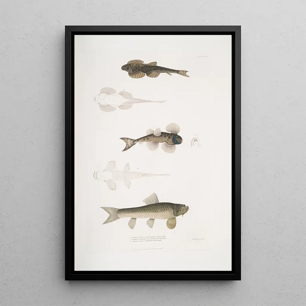 Balitora by Bruce Balitora Bruce Mountain stream India 2 Spotted Balitora maculata Mountain stream India - John Edward Gray — framed artwork on a wall