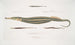Syngnathe Carcé Pipefish - Syngnathus Carce 2 Banded Pipefish - Syngnathus faciatus 3 Hardwicke Pipefish - Syngnathus Hardwickii - John Edward Gray — artwork view