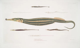 John Edward Gray - 1 Carce Pipe Fish Syngnathus Carce 2 Banded Pipe Fish Syngnathus faciatus 3 Harwickes Pipe Fish Syngnathus Hardwickii.webp