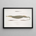 Syngnathe Carcé Pipefish - Syngnathus Carce 2 Banded Pipefish - Syngnathus faciatus 3 Hardwicke Pipefish - Syngnathus Hardwickii - John Edward Gray — framed artwork on a wall