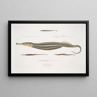 John Edward Gray - 1 Carce Pipe Fish Syngnathus Carce 2 Banded Pipe Fish Syngnathus faciatus 3 Harwickes Pipe Fish Syngnathus Hardwickii.webp
