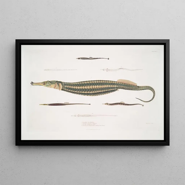 Syngnathe Carcé Pipefish - Syngnathus Carce 2 Banded Pipefish - Syngnathus faciatus 3 Hardwicke Pipefish - Syngnathus Hardwickii - John Edward Gray — framed artwork on a wall
