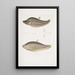 Chitala Mystus Mystus Chitala 2 Kapirat Mystus Mystus Kapirat - John Edward Gray — framed artwork on a wall