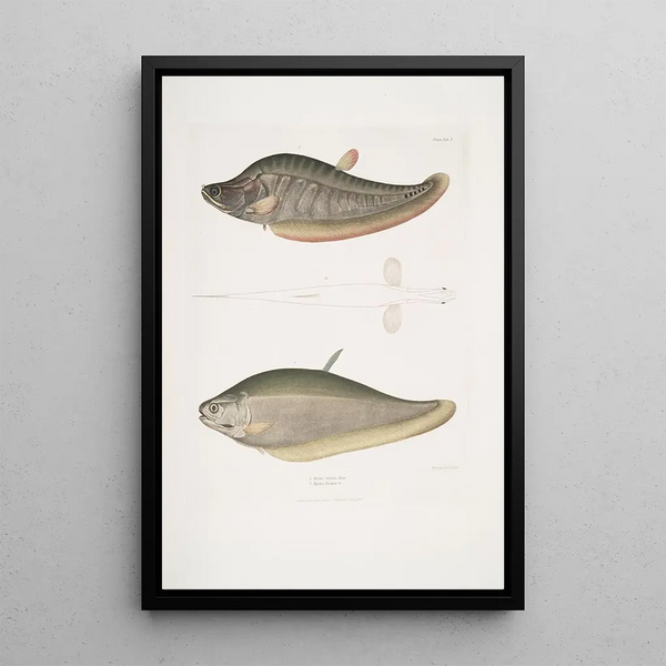 Chitala Mystus Mystus Chitala 2 Kapirat Mystus Mystus Kapirat - John Edward Gray — framed artwork on a wall