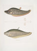 Chitala Mystus Mystus Chitala 2 Kapirat Mystus Mystus Kapirat - John Edward Gray — artwork view