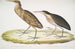 Heron cinnamon Ardea cinnamonea 1 Heron with yellow neck Ardea flavicollis - John Edward Gray — artwork view