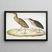 Heron cinnamon Ardea cinnamonea 1 Heron with yellow neck Ardea flavicollis - John Edward Gray — framed artwork on a wall