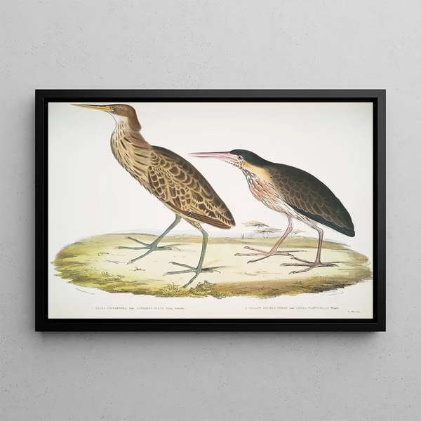 Heron cinnamon Ardea cinnamonea 1 Heron with yellow neck Ardea flavicollis - John Edward Gray — framed artwork on a wall