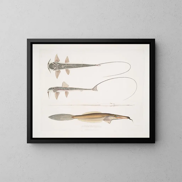 Serpent à sonnette de coach Sisor Sisor Rabdophorus Janma Poisson-filet barbu Balistes Anacanthus barbatus - John Edward Gray — framed artwork on a wall