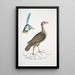female concentric francolin Perdix concentrica 2 Javanese peacock Pavo muticus Head - John Edward Gray — framed artwork on a wall