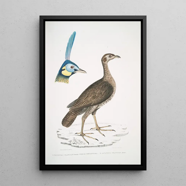 female concentric francolin Perdix concentrica 2 Javanese peacock Pavo muticus Head - John Edward Gray — framed artwork on a wall