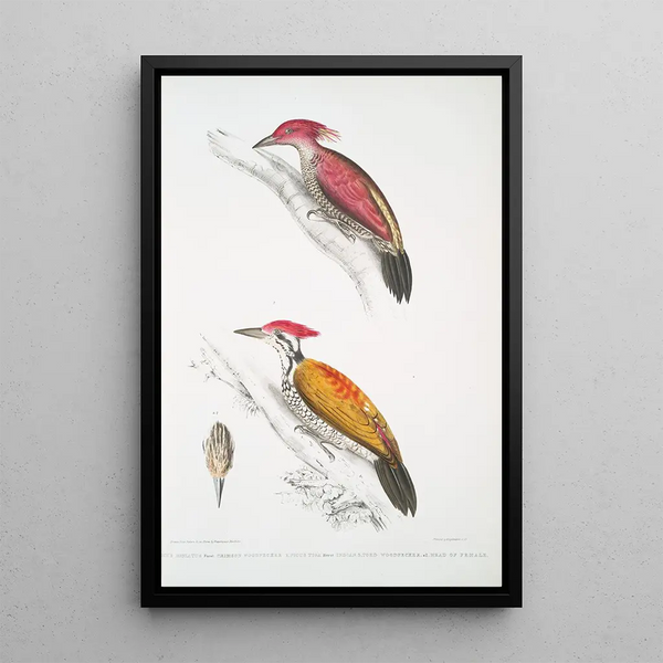 Pic cramoisi Picus mineatus 2 Pic indien à trois doigts Picus Tiga 3 Une tête de femelle - John Edward Gray — framed artwork on a wall