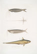 Acanthonote Painting by Cuvier Silurus Acanthonotus Cuvieri 2 Ailia of Bengal Malapterus Ailia Bengalensis - John Edward Gray — artwork view