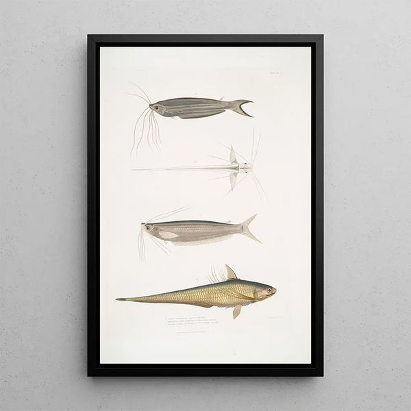 Acanthonote Painting by Cuvier Silurus Acanthonotus Cuvieri 2 Ailia of Bengal Malapterus Ailia Bengalensis - John Edward Gray — framed artwork on a wall