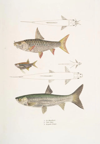 John Edward Gray - 1 Dr Hamiltons Tor Carp Tor Hamiltonii 2 Alpar Carp Chela Alpar 3 Elanga Carp Bengala Elanga.webp