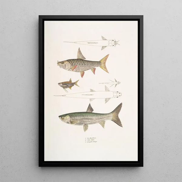 Tor carpe of Dr. Hamilton Tor Hamiltonii 2 Carpe Alpar Chela Alpar 3 Carpe Elanga Bengala Elanga - John Edward Gray — framed artwork on a wall