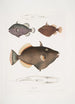 Baliste à yeux Balistes oculatus 2 Baliste d'Amboine Balistes Ambomensis Amboinensis - John Edward Gray — artwork view