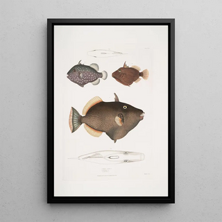 John Edward Gray - 1 Eyed Balistes Balistes oculatus 2 Amboina Balistes Balistes Ambomensis Amboinensis.webp