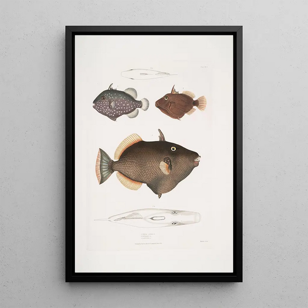 Baliste à yeux Balistes oculatus 2 Baliste d'Amboine Balistes Ambomensis Amboinensis - John Edward Gray — framed artwork on a wall