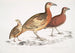 Cryptonyx ferrugineux Cryptonyx ferrugineus 2 Francolin à long bec Francolinus longinostris - John Edward Gray — artwork view
