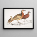 Cryptonyx ferrugineux Cryptonyx ferrugineus 2 Francolin à long bec Francolinus longinostris - John Edward Gray — framed artwork on a wall