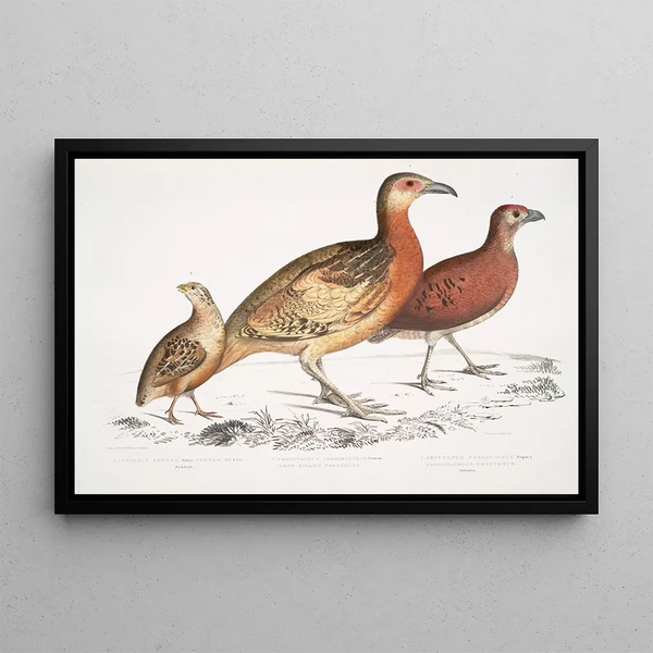 Cryptonyx ferrugineux Cryptonyx ferrugineus 2 Francolin à long bec Francolinus longinostris - John Edward Gray — framed artwork on a wall