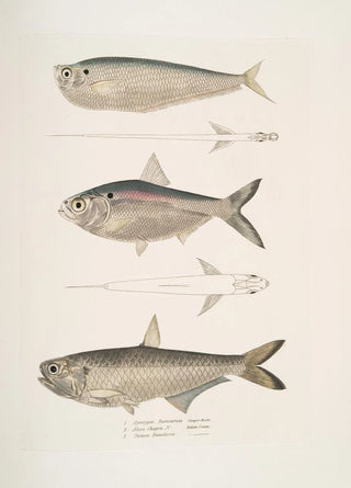 John Edward Gray - 1 Finless Ramcarata Apterygia Ramacarata 2 Chapra Shad Alosa Chapra 3 Dr Hamiltons Long Jawed Herring Thrissa Hamiltonii.webp